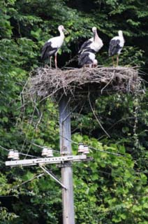 （写真1）野上の巣で巣立ち前日に（2009年6月28日）