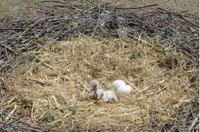 （写真1）養父市伊佐地区の放鳥拠点で孵化したヒナ