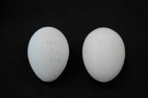 （写真1）本物の卵（左）と擬卵（右）