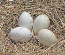 （写真2）5月15日　野田で4卵目産卵（提供：野田市）