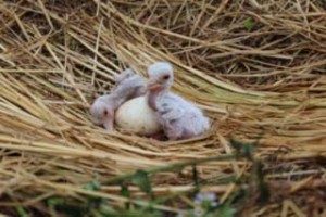 （写真2）6月14日、2卵が孵る（提供：福井県）