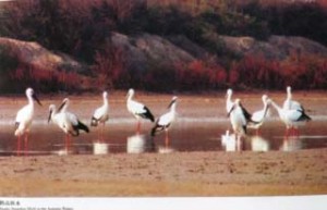 （写真2）秋に水辺に立つコウノトリたち