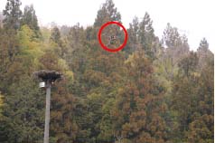 （写真1）野上の巣塔の上空を飛ぶドローン（赤丸）