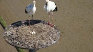 （写真2）百合地の巣塔でドローンを使って5卵を確認