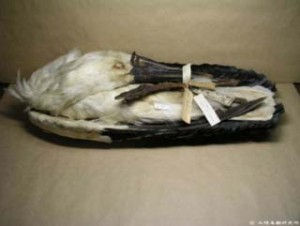 （写真2）山階鳥研に保存されている手賀沼産コウノトリの標本（提供：山階鳥類研究所）