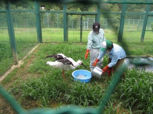 2016年7月9日，野生復帰体験講座（大人向け），受講生がコウノトリに餌を与えます。 危険のないように飼育員が誘導しています。