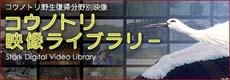 （バナー）兵庫県但馬県民局コウノトリ映像ライブラリー