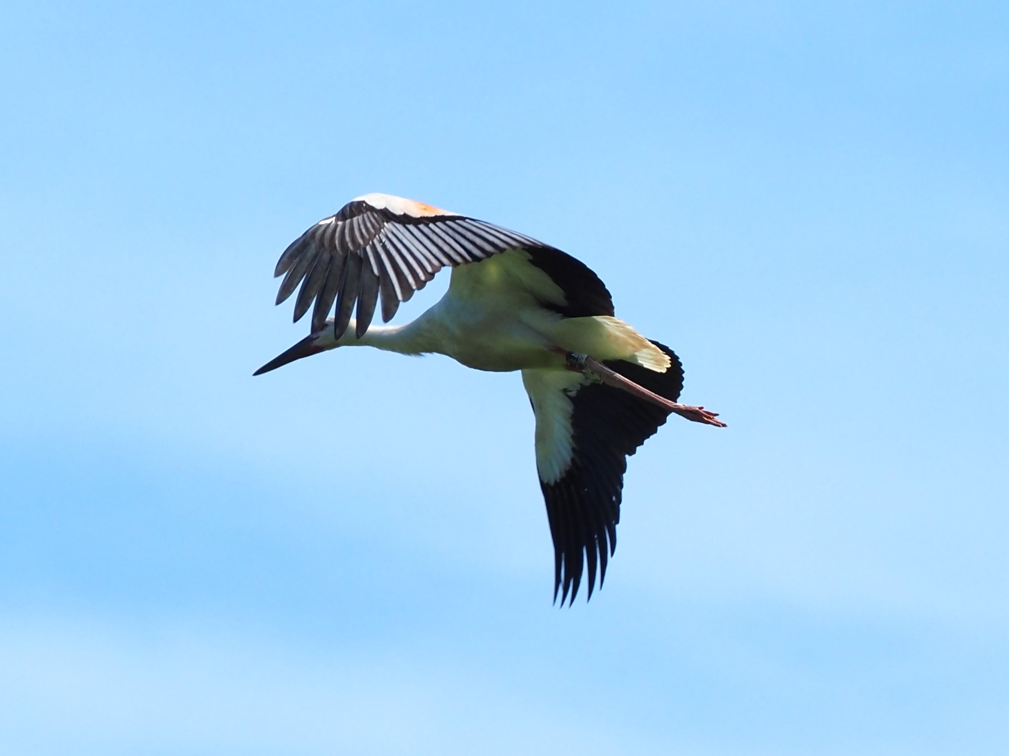 野外コウノトリが４００羽に到達しました