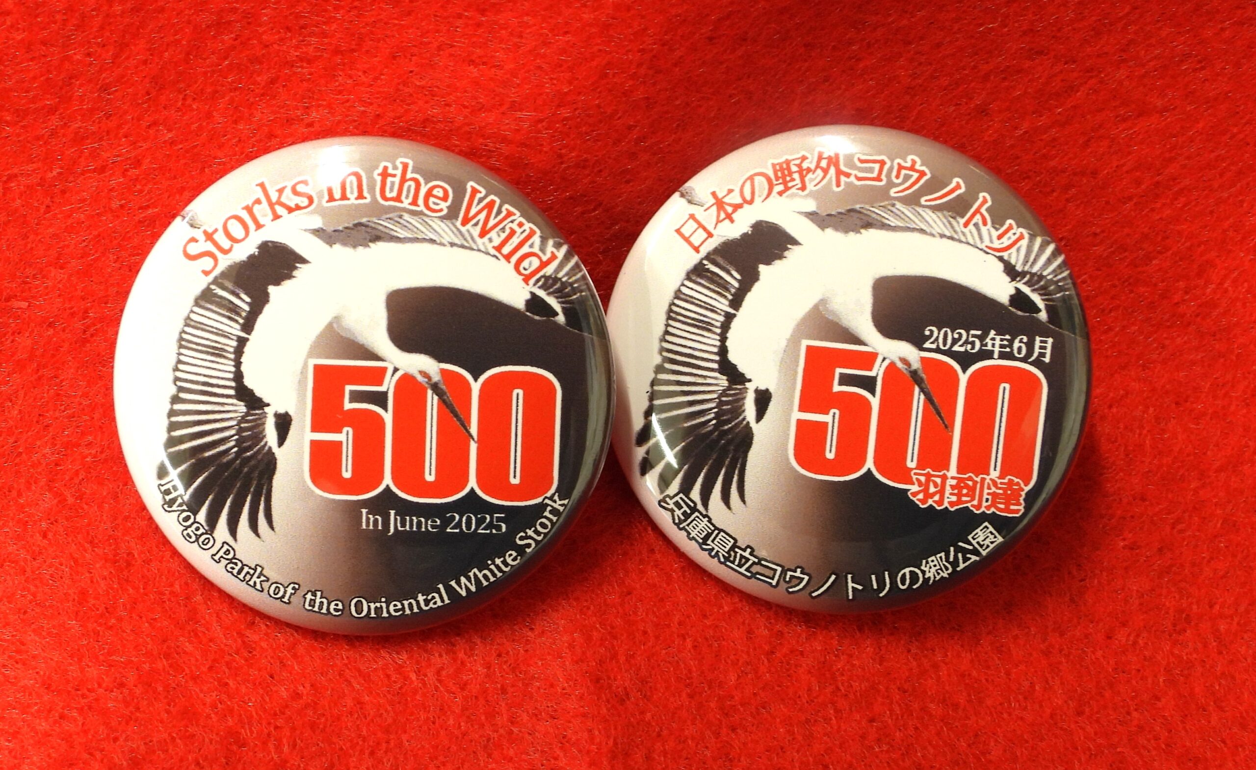 野外コウノトリ500羽到達　記念缶バッジのプレゼントについて