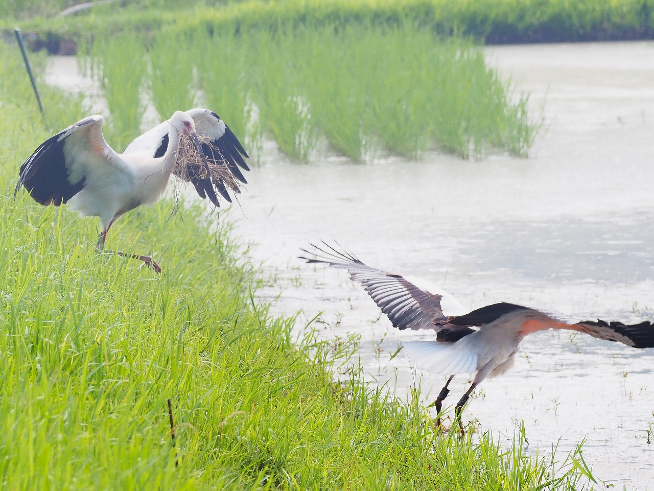 野外コウノトリが500羽に到達しました