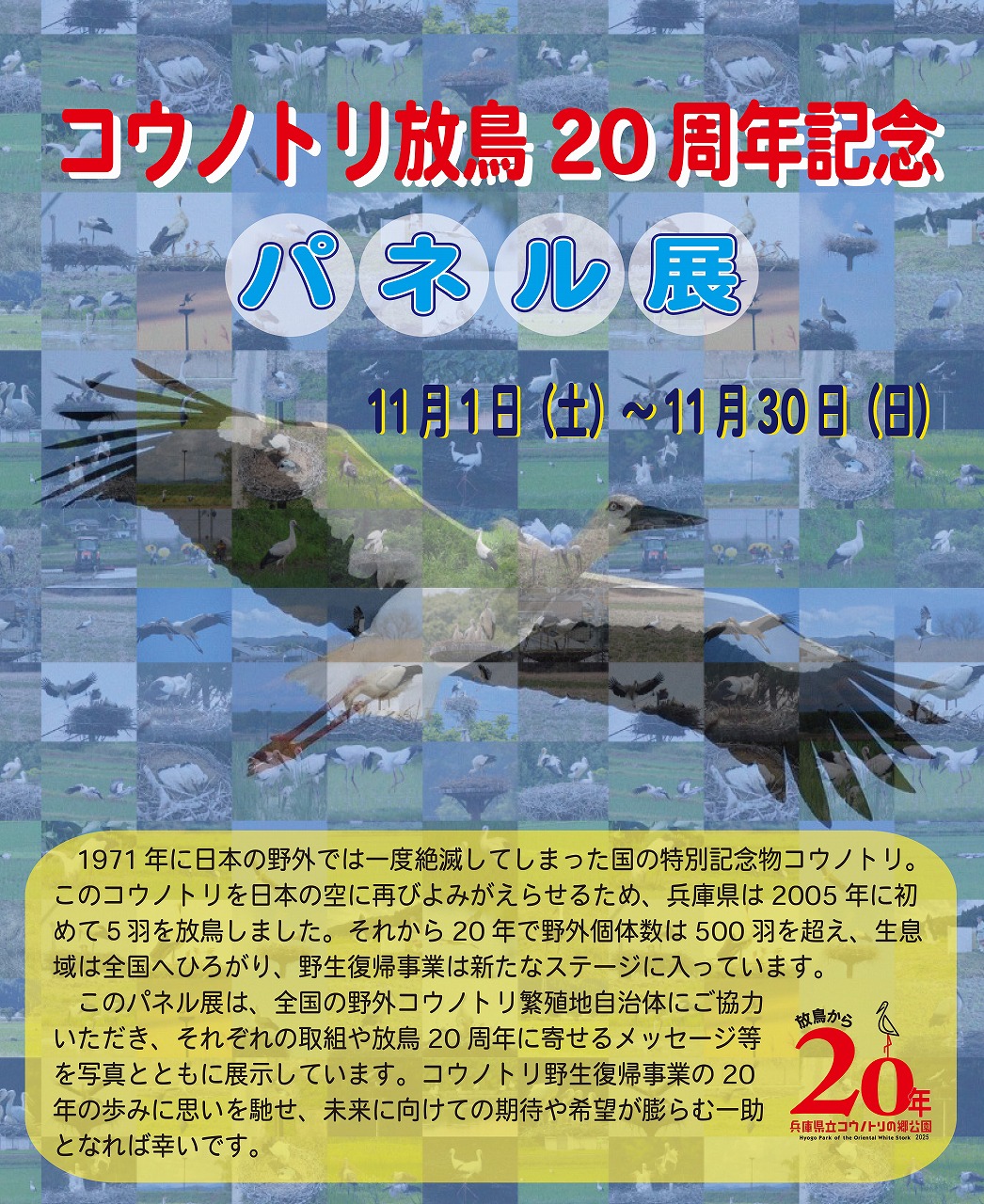 『コウノトリ放鳥20周年記念パネル展』を実施します