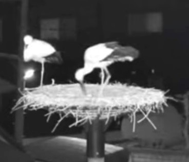 コウノトリの繁殖シーズン到来！～稲美町の巣塔のペア、全国で初の産卵推定～