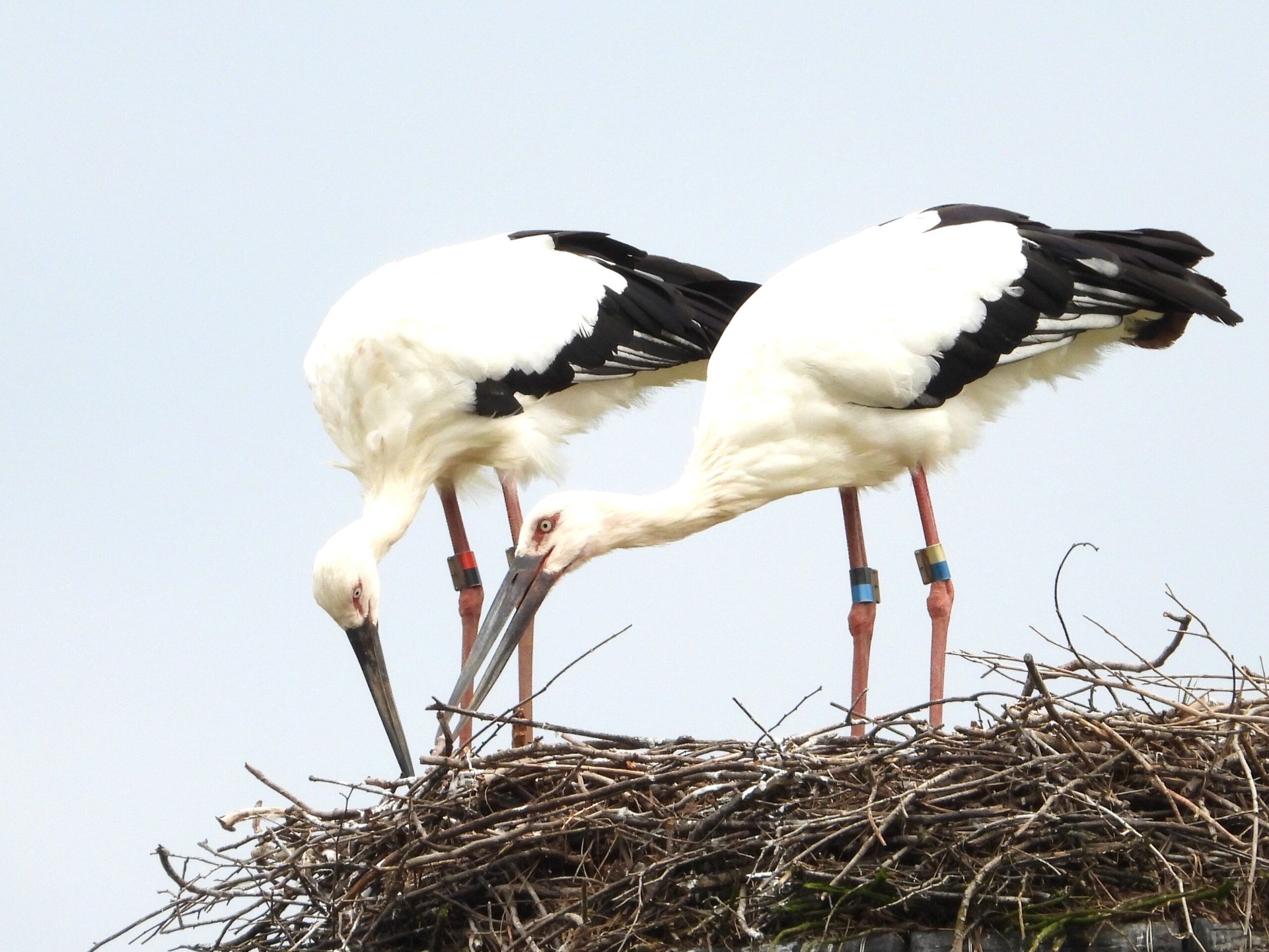 祥雲寺巣塔で産卵確認！